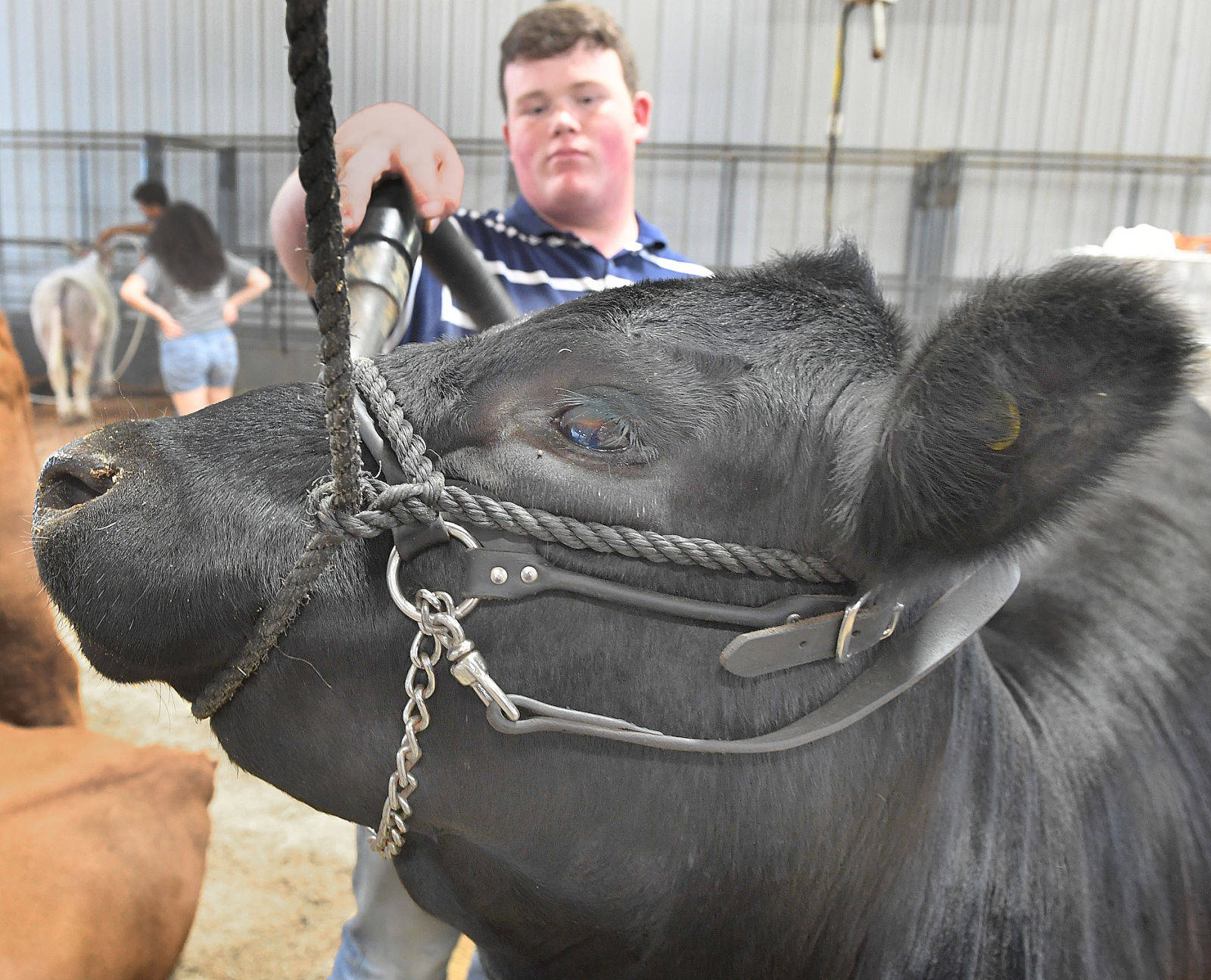 Junior Livestock Show